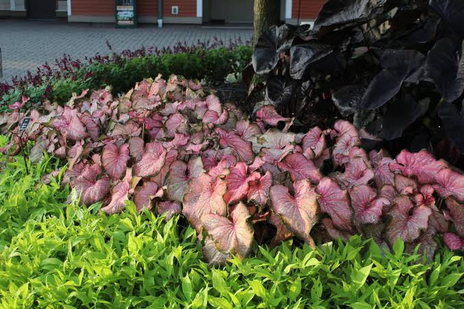 Caladium