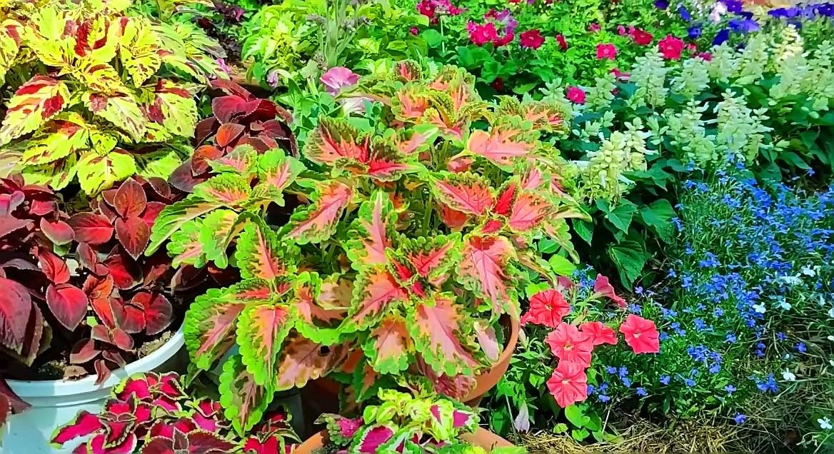 Coleus