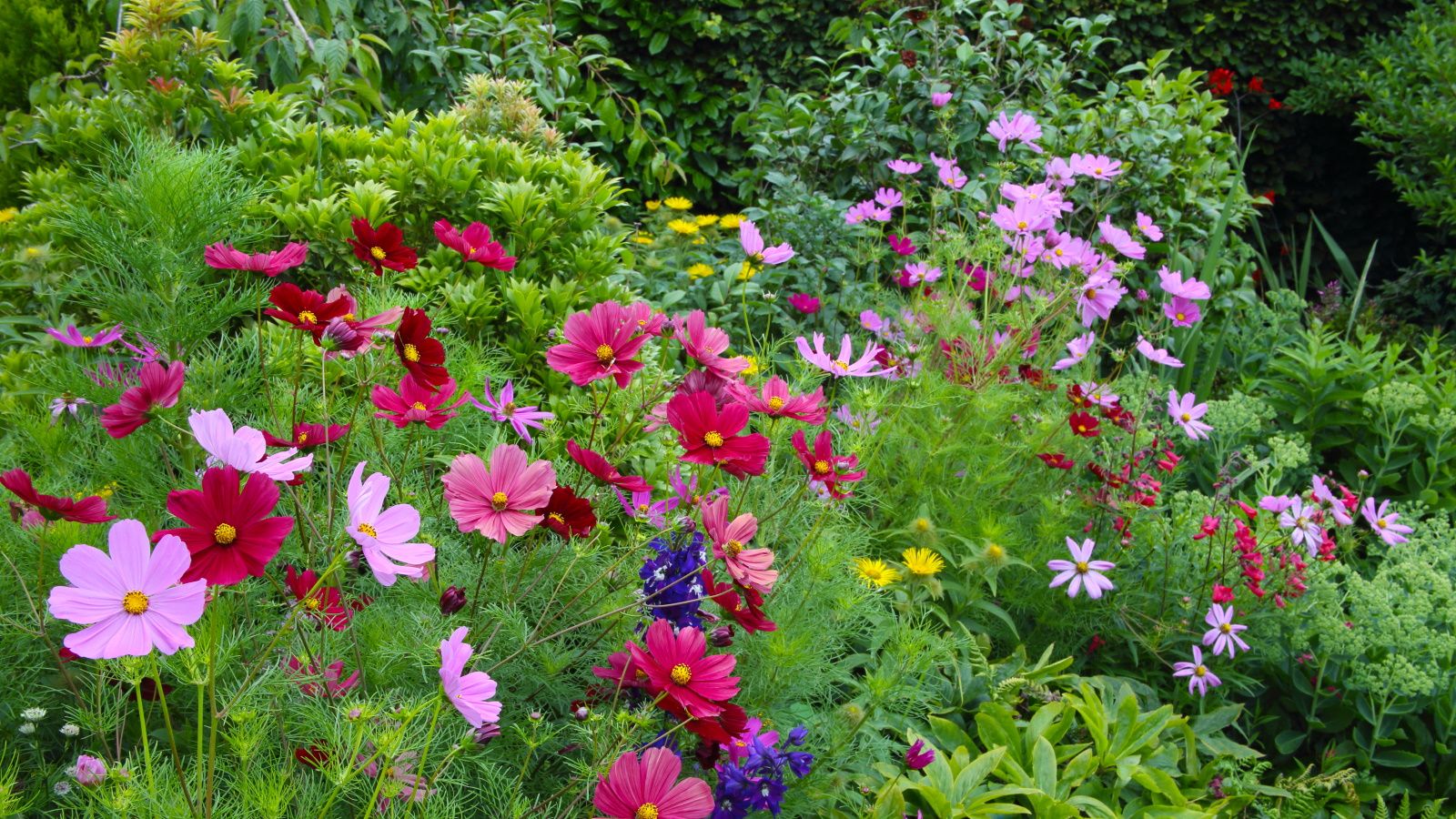 Cosmos