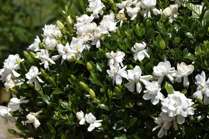 Gardenia