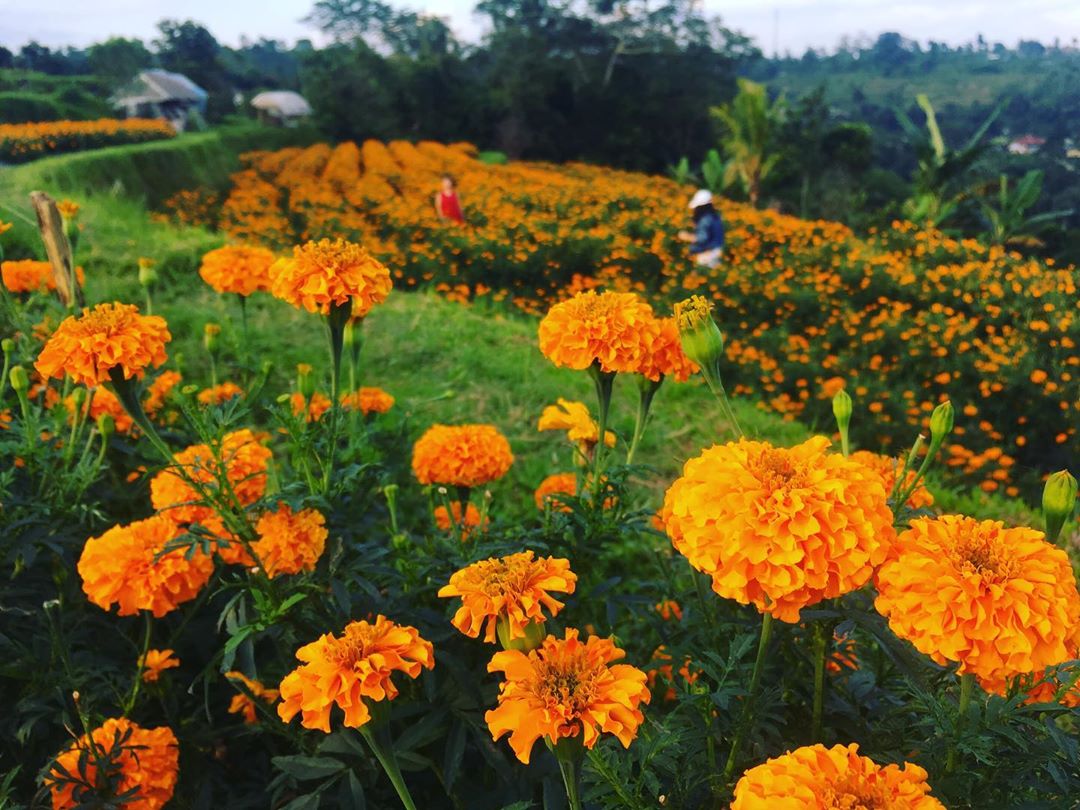 Marigold