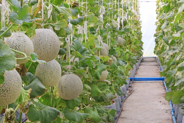Melon