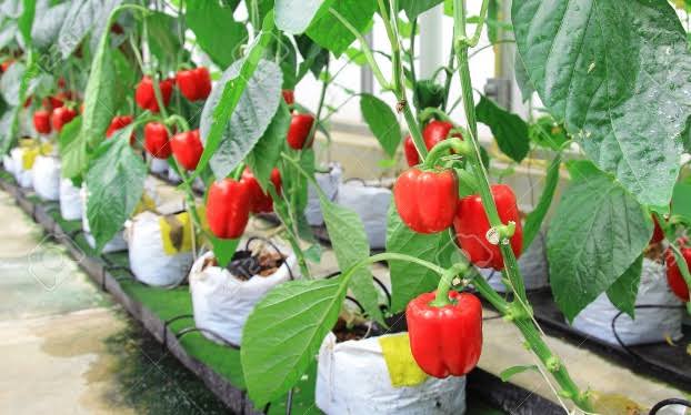 Paprika